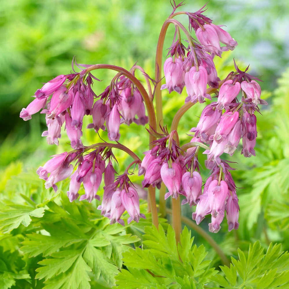 Dicentra formosa 'Spring Gold'